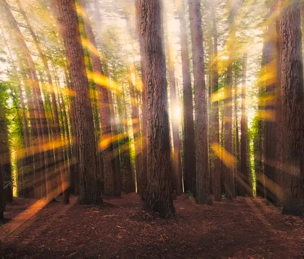 Warburton Redwood Forest | Alex Wise Photography